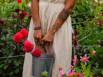 Tattooed gardener in a cream dress holding pruning shears and a metal bucket filled with vibrant red-pink dahlias in a cottage flower garden