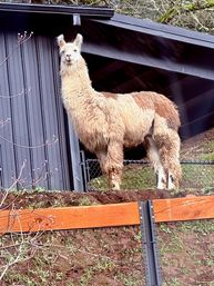 Private Day Drinking Wine Tasting & Party Van Tours image 15