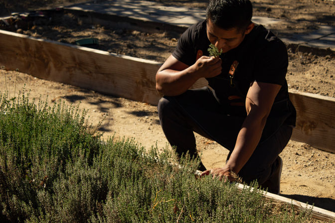 Gardener crouching in a sunlit outdoor herb garden, sniffing a sprig of fresh thyme from a raised wooden planter.