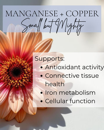 Infographic with peach gerbera daisy background and headline Manganese + Copper — Small but Mighty, listing benefits: antioxidant activity, connective tissue health, iron metabolism, and cellular function.