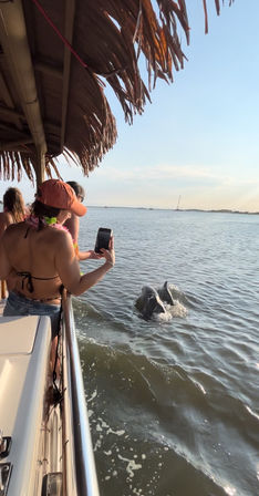 People on a thatched-roof coastal boat tour photographing dolphins surfacing beside the vessel in calm bay waters at sunset