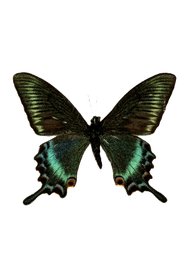Iridescent emerald-green swallowtail butterfly with wings fully open, top view, isolated on transparent background