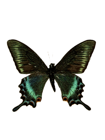 Iridescent emerald-green swallowtail butterfly with wings fully open, top view, isolated on transparent background