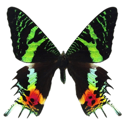 Vibrant tropical butterfly with iridescent green and black forewings and long swallowtail hindwings splashed with neon orange, yellow, and red, isolated on a transparent background.