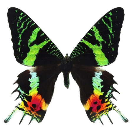 Vibrant tropical butterfly with iridescent green and black forewings and long swallowtail hindwings splashed with neon orange, yellow, and red, isolated on a transparent background.