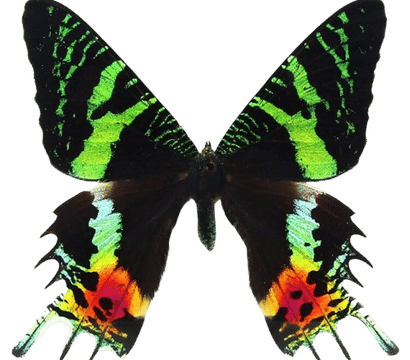 Vibrant tropical butterfly with iridescent green and black forewings and long swallowtail hindwings splashed with neon orange, yellow, and red, isolated on a transparent background.
