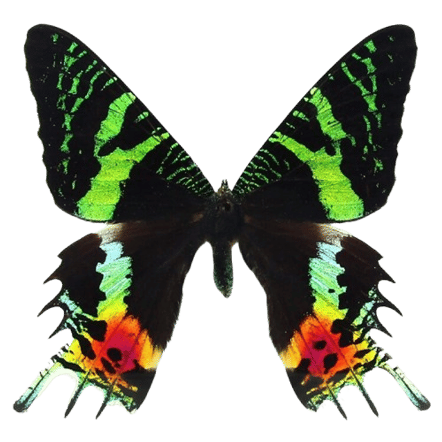 Vibrant tropical butterfly with iridescent green and black forewings and long swallowtail hindwings splashed with neon orange, yellow, and red, isolated on a transparent background.