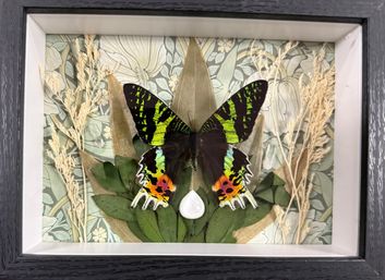 Hands-On Butterfly & Moth Framing Experience image 4