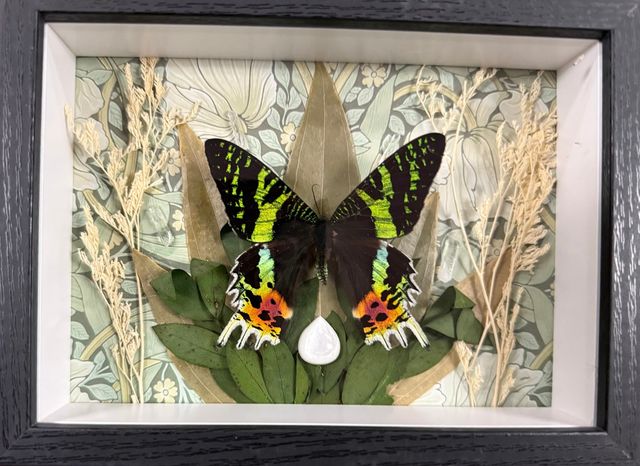 Hands-On Butterfly & Moth Framing Experience image 4
