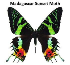 Hands-On Butterfly & Moth Framing Experience image 2