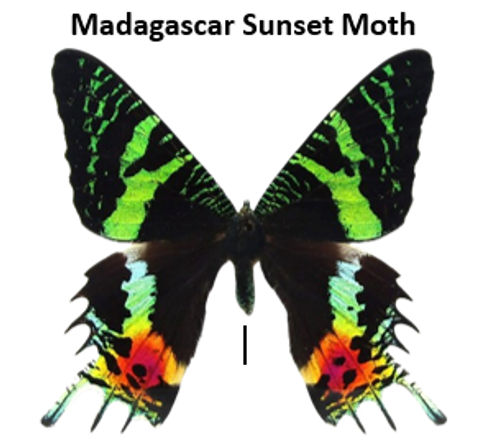 Hands-On Butterfly & Moth Framing Experience image 2