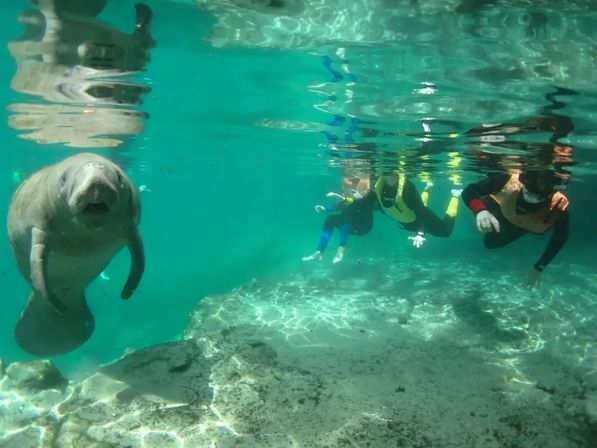 Playful manatee approaches snorkelers in clear turquoise spring water, underwater view with rocky sandy bottom and three people in life vests