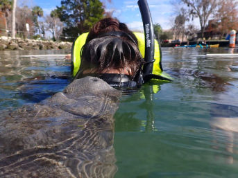 Snorkeler in a bright yellow life vest face-to-face with a manatee in clear green water near a tree-lined shoreline, playful wildlife encounter