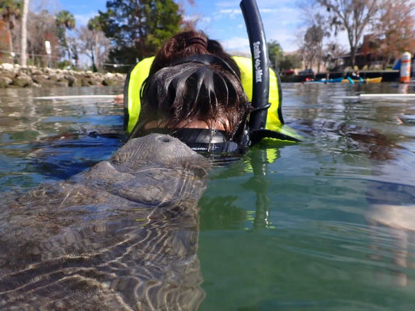 Snorkeler in a bright yellow life vest face-to-face with a manatee in clear green water near a tree-lined shoreline, playful wildlife encounter