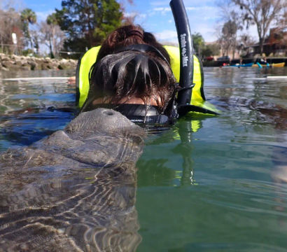 Snorkeler in a bright yellow life vest face-to-face with a manatee in clear green water near a tree-lined shoreline, playful wildlife encounter