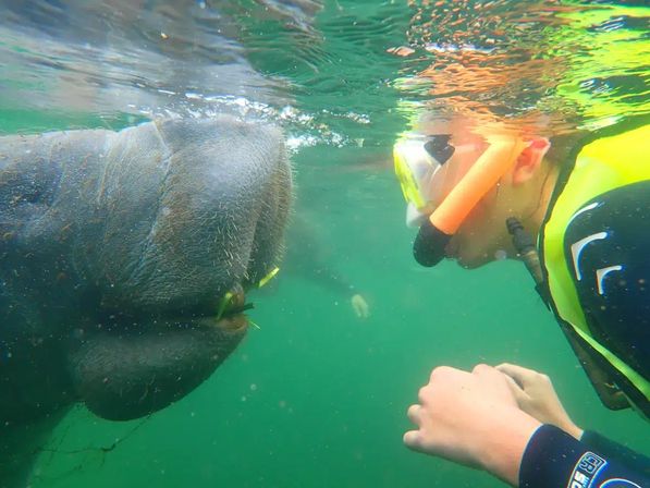 Snorkeler in neon vest face-to-face with a manatee's whiskered snout underwater in green coastal water