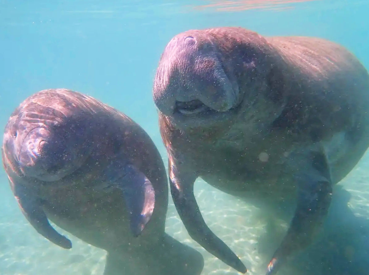 Two gentle West Indian manatees (sea cows) swimming side-by-side in clear shallow turquoise coastal water.