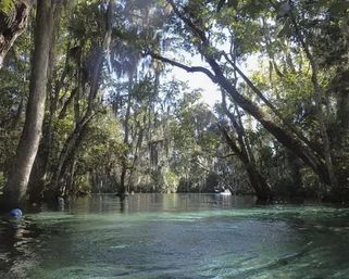 Water-level view of a clear turquoise spring river framed by leaning cypress and oak trees draped in Spanish moss, sunlight filtering through a lush forest canopy.