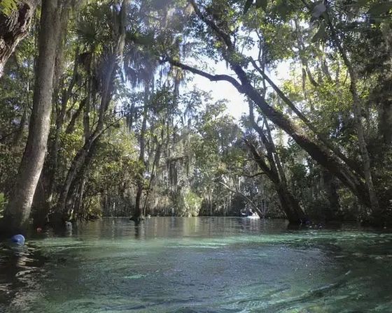 Water-level view of a clear turquoise spring river framed by leaning cypress and oak trees draped in Spanish moss, sunlight filtering through a lush forest canopy.
