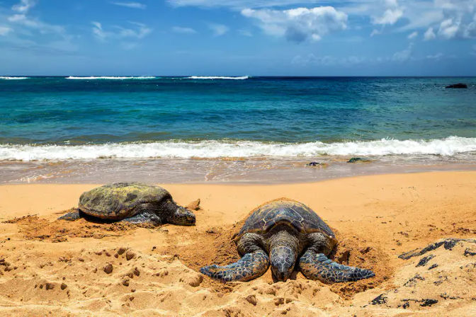 Two sea turtles resting on a sunlit sandy beach with turquoise ocean waves and a bright blue sky, tropical coastal wildlife scene.