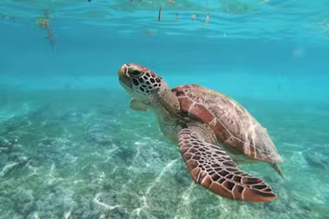 Oahu Ultimate Circle Island Bus Tour: Sea Turtles + Snorkeling, Macadamia Nut Farm, Dole Plantation & More image 8