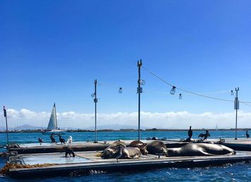 Sea lions sunbathing on floating docks in a sunny coastal harbor, seabirds perched nearby and a sailboat on turquoise water under a clear blue sky.