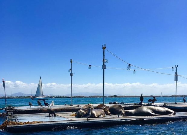 Sea lions sunbathing on floating docks in a sunny coastal harbor, seabirds perched nearby and a sailboat on turquoise water under a clear blue sky.