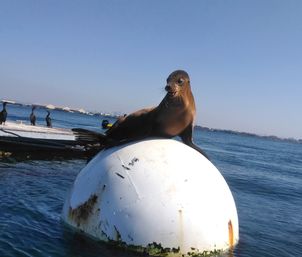 Playful sea lion perched on a white buoy in a sunny coastal marina, with cormorants on a nearby dock and calm blue ocean under a clear sky.