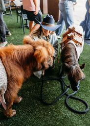 Person wearing a blue cowboy hat crouches and smiles while petting two small saddled miniature ponies on artificial turf at a family-friendly event