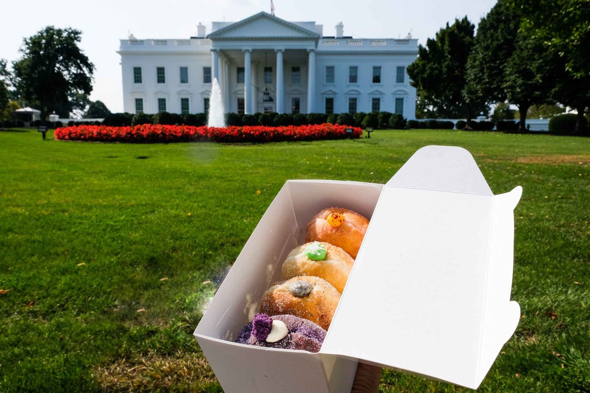Box of colorful filled donuts in the foreground with the White House, its fountain and red flowerbed on a sunny day in Washington, D.C.