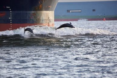 Two dolphins leaping and surfing the bow wave beside a rust-streaked cargo ship in choppy harbor waters.