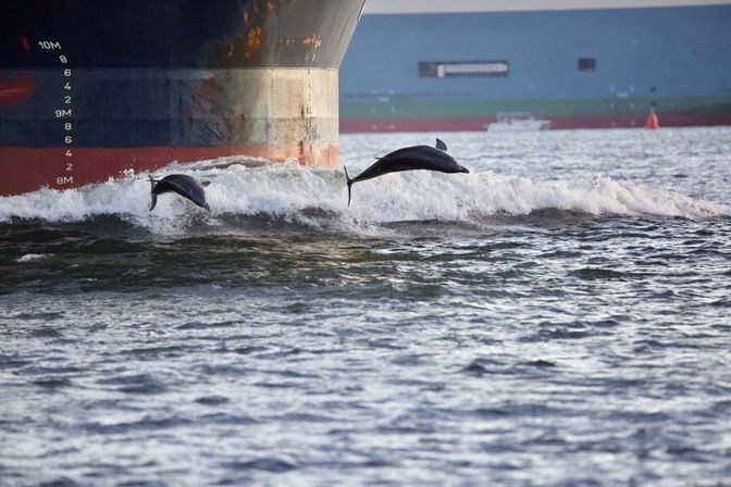 Two dolphins leaping and surfing the bow wave beside a rust-streaked cargo ship in choppy harbor waters.