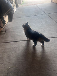 Long-haired tabby cat with white paws and chest walking on a concrete barn aisle toward a sunlit open doorway, horse tack hanging on a wooden stall nearby.