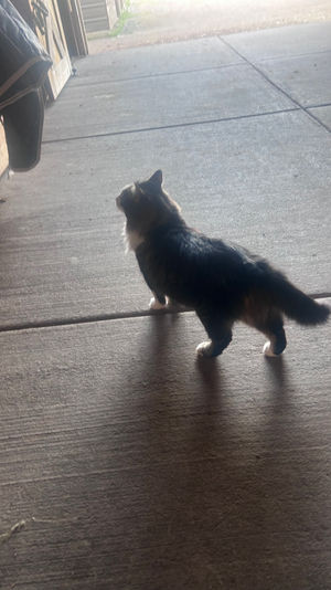 Long-haired tabby cat with white paws and chest walking on a concrete barn aisle toward a sunlit open doorway, horse tack hanging on a wooden stall nearby.