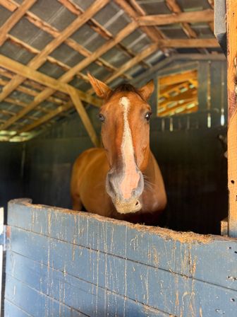 Close-up of a chestnut horse with a white blaze leaning over a blue-painted wooden stall inside a sunlit rustic barn stable on a country farm.