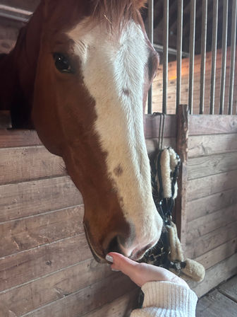 Friendly chestnut horse with a white blaze nuzzling a hand through a wooden barn stall, leather tack hanging on the stall wall.