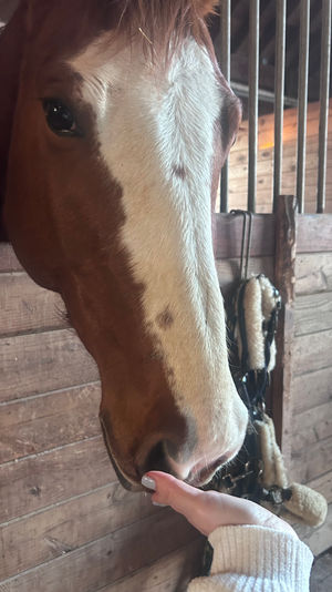 Friendly chestnut horse with a white blaze nuzzling a hand through a wooden barn stall, leather tack hanging on the stall wall.