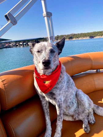 Relaxed speckled dog wearing a red bandana sitting on a tan leather boat seat with a marina and clear blue lake under a sunny sky.