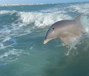 Playful bottlenose dolphin leaping in turquoise coastal waters amid breaking waves, with a sandy shoreline and buildings visible in the distance.