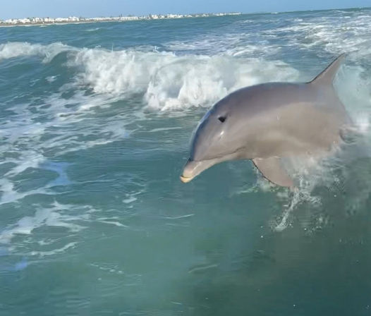 Playful bottlenose dolphin leaping in turquoise coastal waters amid breaking waves, with a sandy shoreline and buildings visible in the distance.