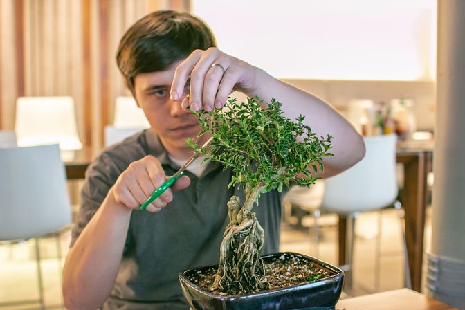 Focused person pruning a small indoor bonsai at a table with green scissors, close-up of twisted trunk and leafy canopy — indoor plant care and bonsai pruning