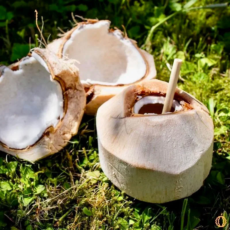 Sunlit young coconut with a straw beside split coconut shells revealing white flesh, resting on green grass — refreshing coconut water scene.