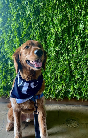 Smiling golden retriever wearing a black bandana and blue leash, sitting on a concrete floor in front of a lush green vertical plant wall (living wall) — playful dog portrait.