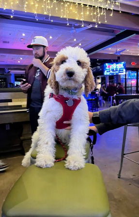 Fluffy white-and-tan doodle puppy in a red harness perched on a green barstool inside a dog-friendly bar, twinkling string lights overhead and TVs and patrons in the neon-lit background.