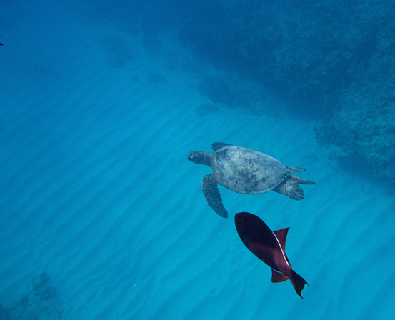 Underwater shot of a sea turtle gliding over a rippled sandy seabed near a coral reef, accompanied by a dark purple fish in clear tropical blue water