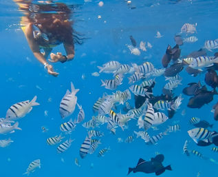 Snorkeler feeding a dense school of striped sergeant‑major and dark reef fish in clear tropical blue water