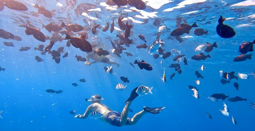 Snorkeler gliding in clear blue tropical water surrounded by a school of colorful reef fish with sunbeams filtering through the surface