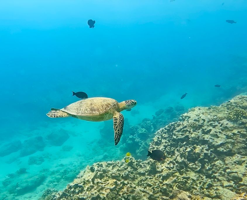 Sea turtle gliding above a tropical coral reef in clear turquoise ocean water with small reef fish nearby.