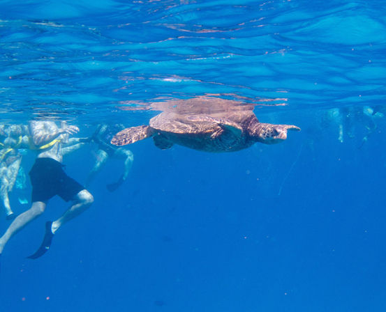Sea turtle gliding at the surface beside snorkelers in clear tropical blue ocean — snorkeling marine wildlife encounter.