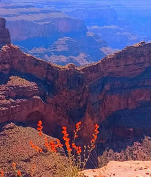 Vibrant orange wildflowers on a cliff rim overlooking layered red-rock canyon and blue-hazed mesas in the American Southwest — Grand Canyon, Arizona.